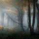 Dark-forest-haze