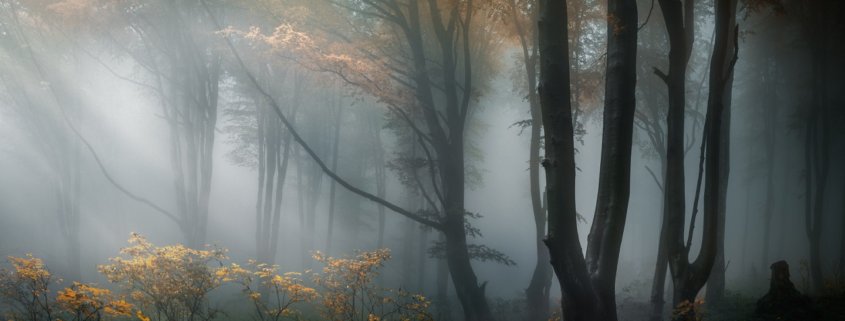 Dark-forest-haze